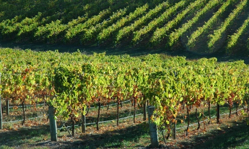 Adelaide Hills wines and winemaking region
