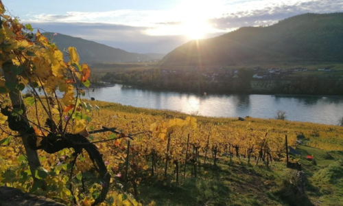 The beautiful vineyard taken from Wachau Valley in Domane Wachau