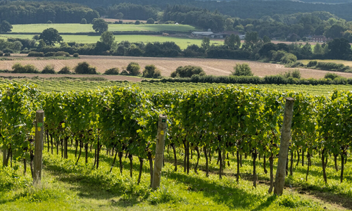 A picturesque vineyard taken from Nyetimber