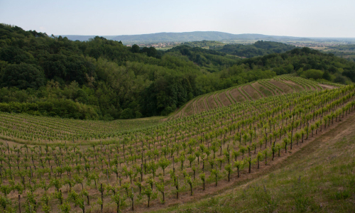 Friuli-Venezia Giulia wines and winemaking region