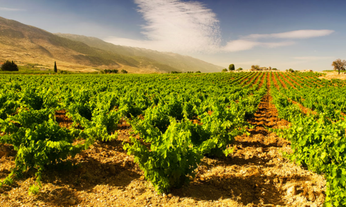 A well-exposed vineyard in Lebanon, taken by Château Musar