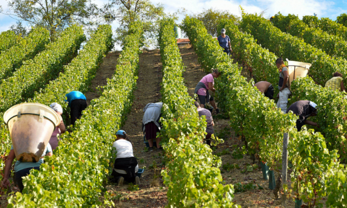 Photo taken in Puilly Fumé, during the harvest season.