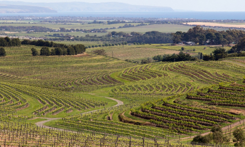 McLaren Vale wines and winemaking region