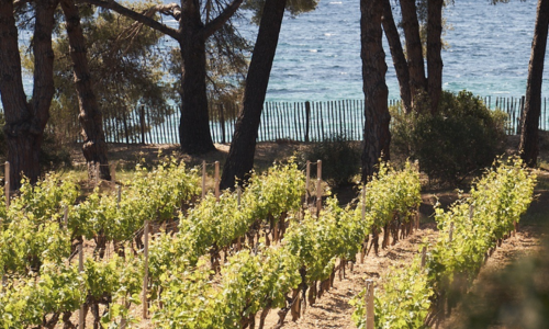 Coastal vineyard took at Domaine Ott