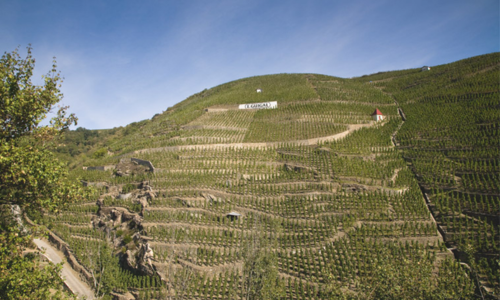 The iconic Côte Rôtie vineyard in Northern Rhône, taken by E. Guigal 