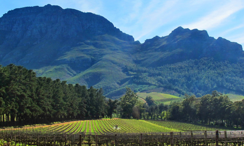 Stellenbosch wines and winemaking region