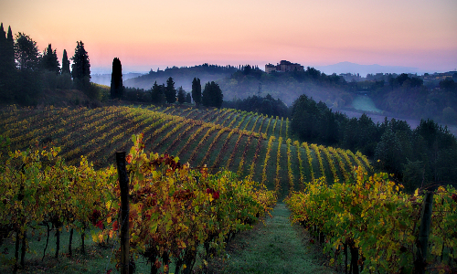 Tuscan vineyards