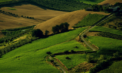 Abruzzo wine and winemaking region