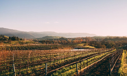 Napa Valley vineyard and wine