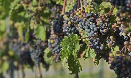 Americas red wine grapes