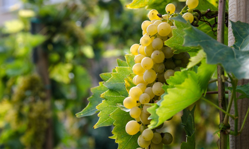 Australian and New Zealand white wine grapes