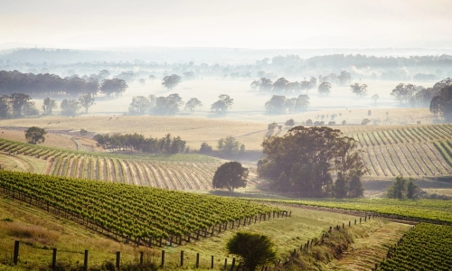 Australia and New Zealand wine
