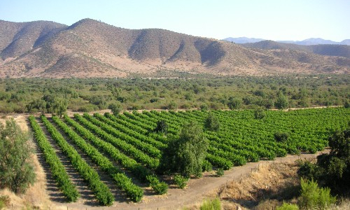 Chilean wines and winemaking region