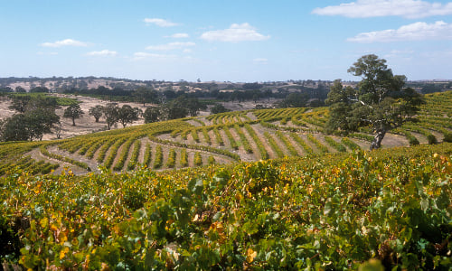 Eden valley wines and winemaking region