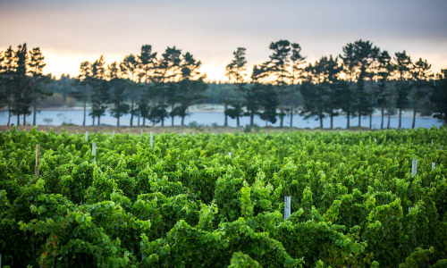 Elgin wines and winemaking region in South Africa