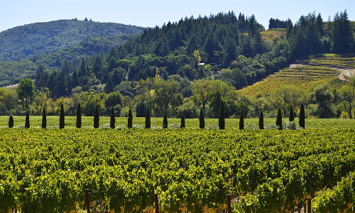 Galicia rows of vines