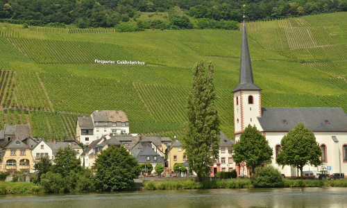 German vineyard on Mosel river bank