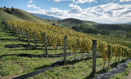 Gisborne wines and winemaking region