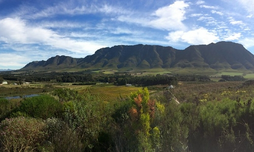 Hemel-en-Aarde vineyard in South Africa