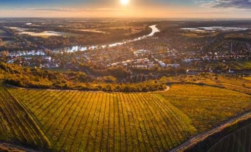 A vineyard in Tokaj wine region overlooking River Tisza