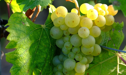 Italian white wine grapes