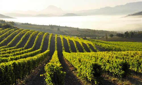 Vineyard at Languedoc-Roussillon