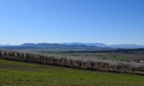 Murcia cathedral wine region