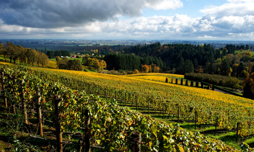 Oregon wines and winemaking region