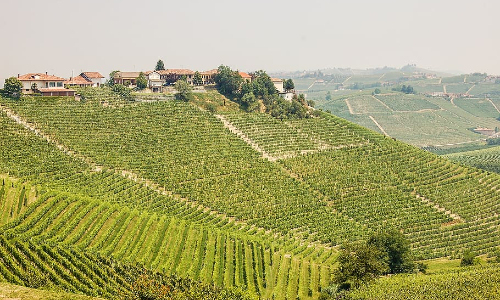 Piedmont vineyards