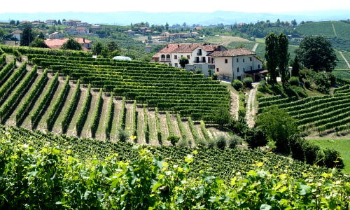 Piedmont Italian vineyard 