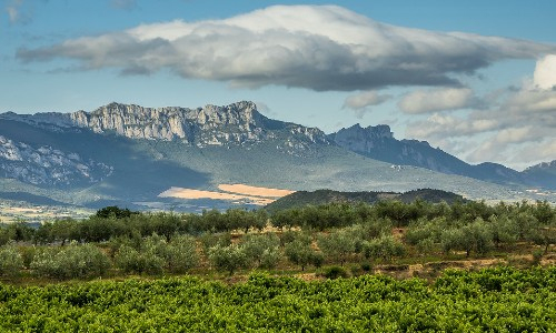 Rioja vineyards 