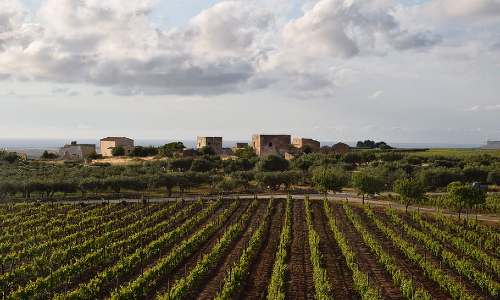 Sicily vineyards wine region