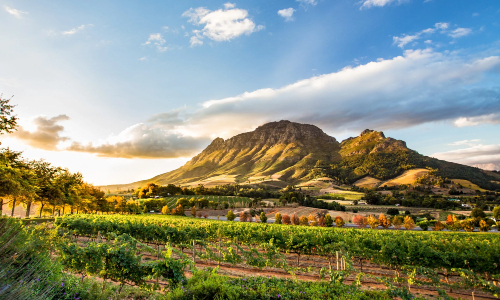 South Africa vineyards