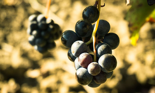 Spanish red wine grapes