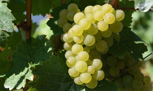 White wines of Spain