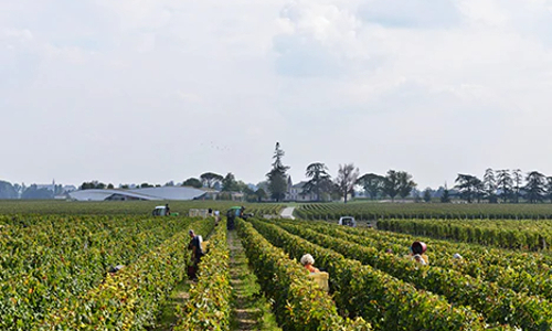 Cheval Blanc sustainable wine producer