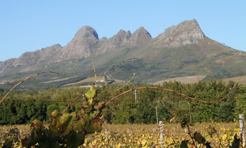 Wellington wine vineyard in South Africa