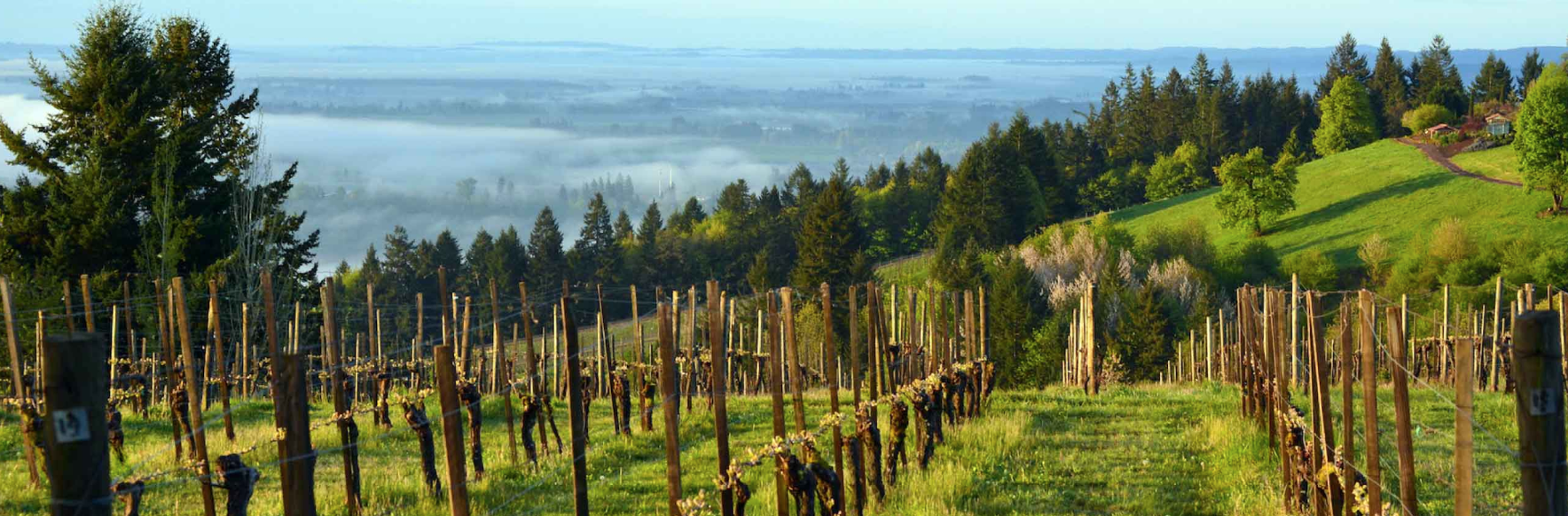 Oregon: The Eyrie Vineyards